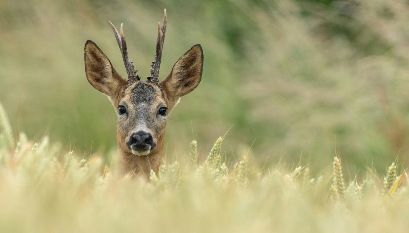 căprioară în iarbă, frumusețile naturii, scenă din miracolul creației