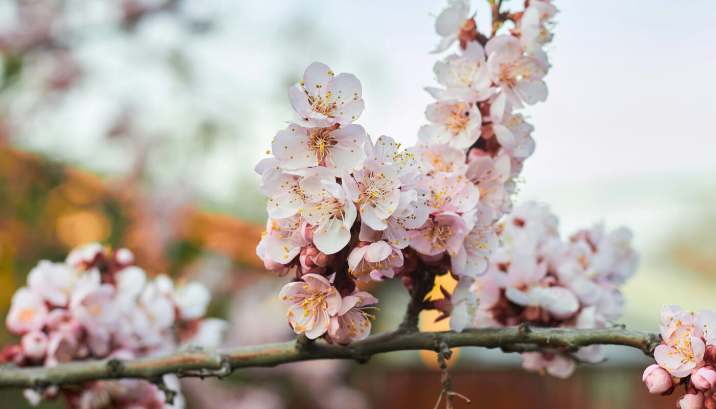 flori de primăvară, cireș înflorit, scenă din călători prin abis